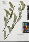 Foto von Salix fragilis L.